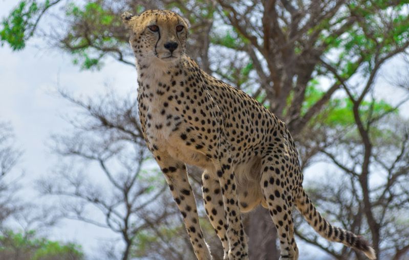 Àfrica Oriental SUDAFRICA RESERVES PRIVADES min