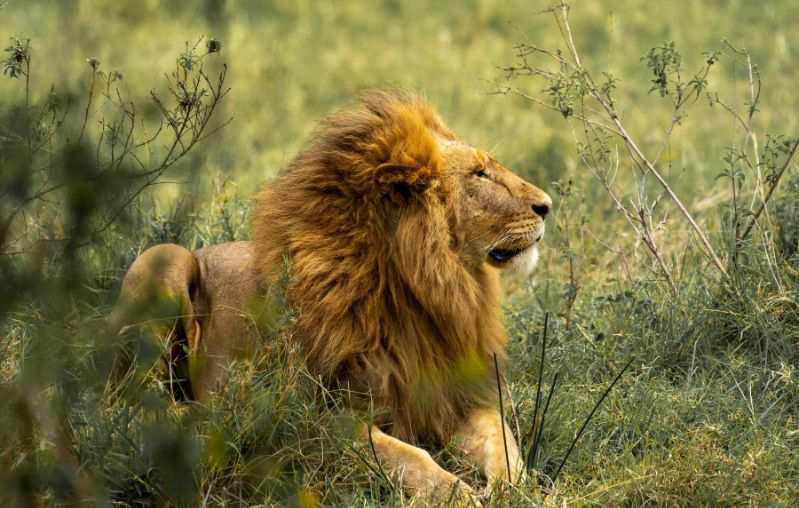 Buscant el Rei Leon min