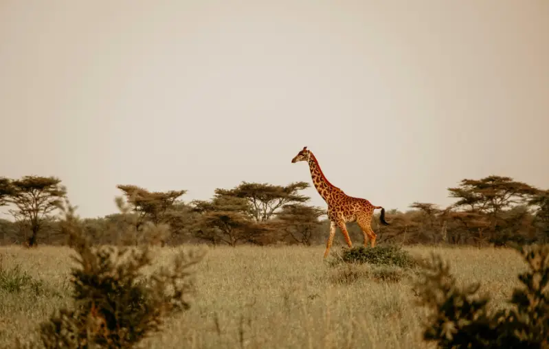 Rutes per Àfrica salvatge