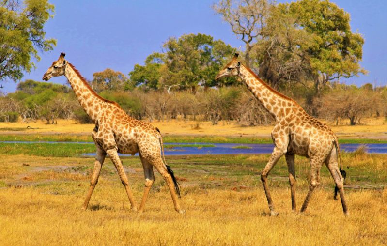 Terra de migracions min