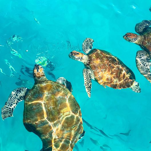 todo incluido riviera maya 1