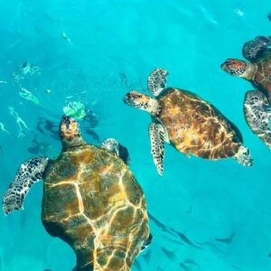 Tot inclòs - Riviera maya Villa viatges