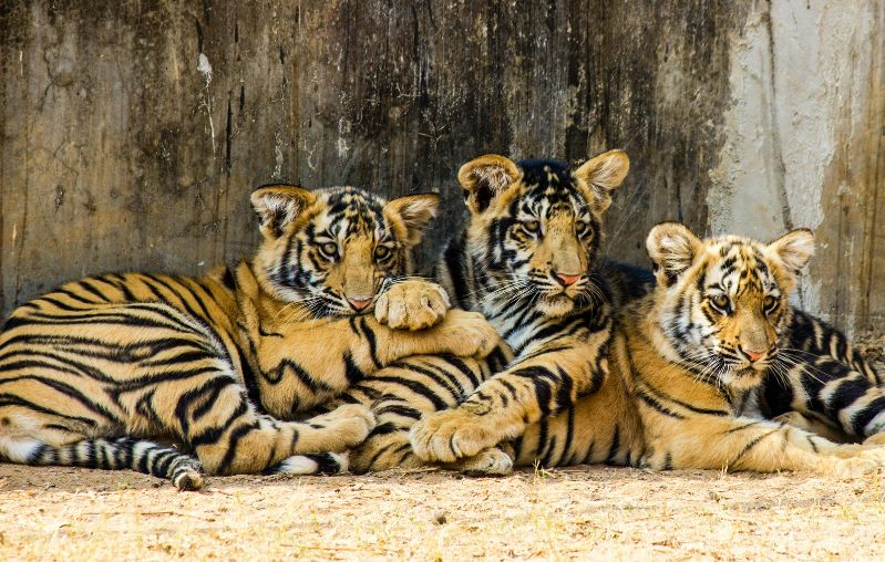 Temples i tigres min