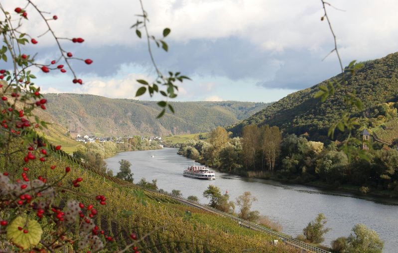 los vinedos de rin y mosela