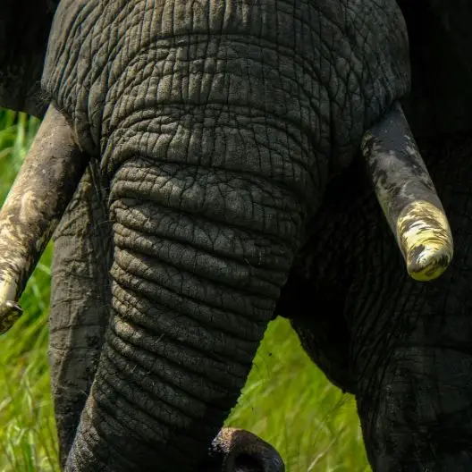 safari viaje en grupo