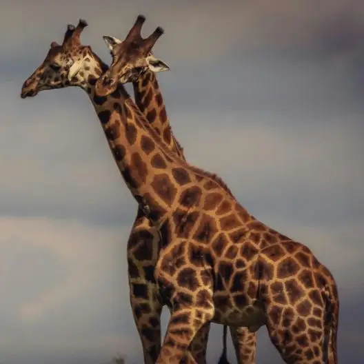 Viatge en grup safaris uganda