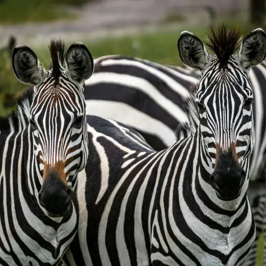 Viajes en grupo Uganda