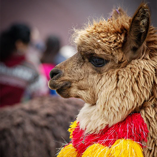 llama peruana