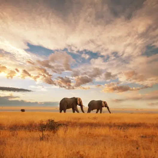 safari mujeres en 4x4 Kenia