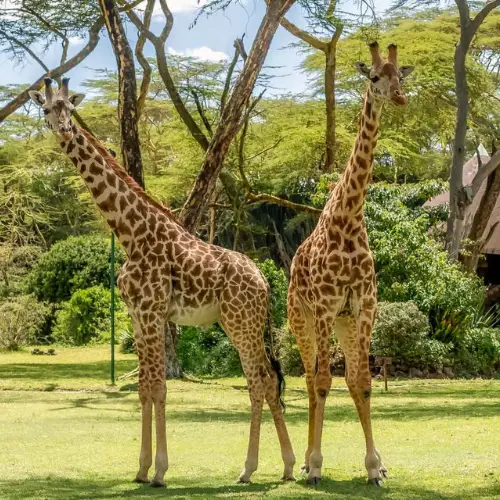 salidas en grupo a kenia