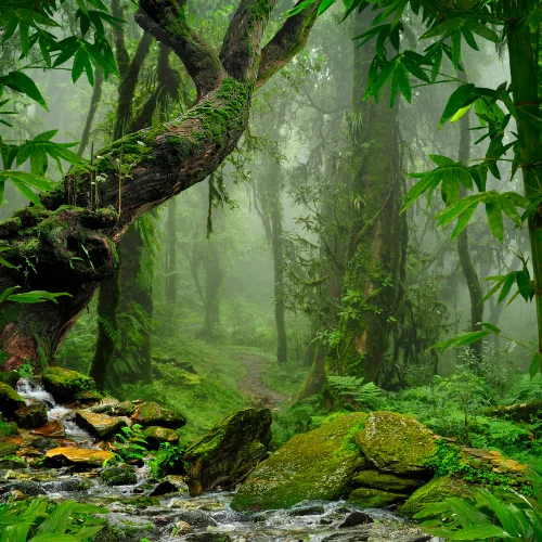 selva de guatemala excursions