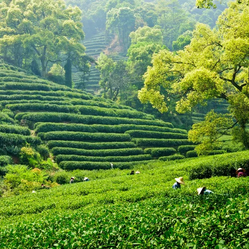 Grup turistes Guerrers de Terracota