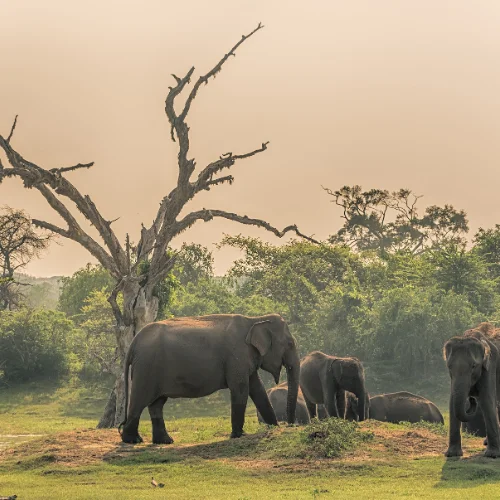 elefantes sri lanka