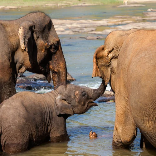 orfanato elefantes sri lanka