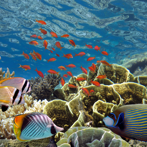 luna de miel Maldivas exclusiva