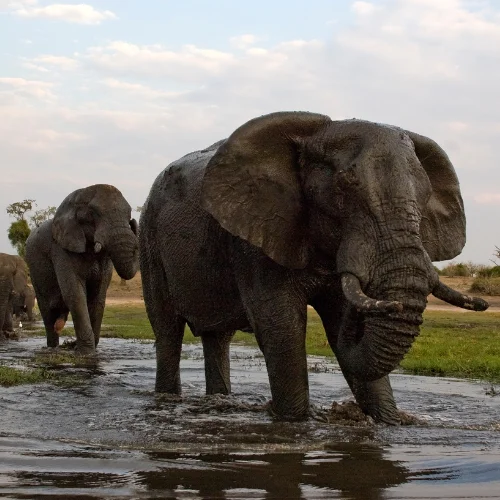 luna de miel de lujo Botswana