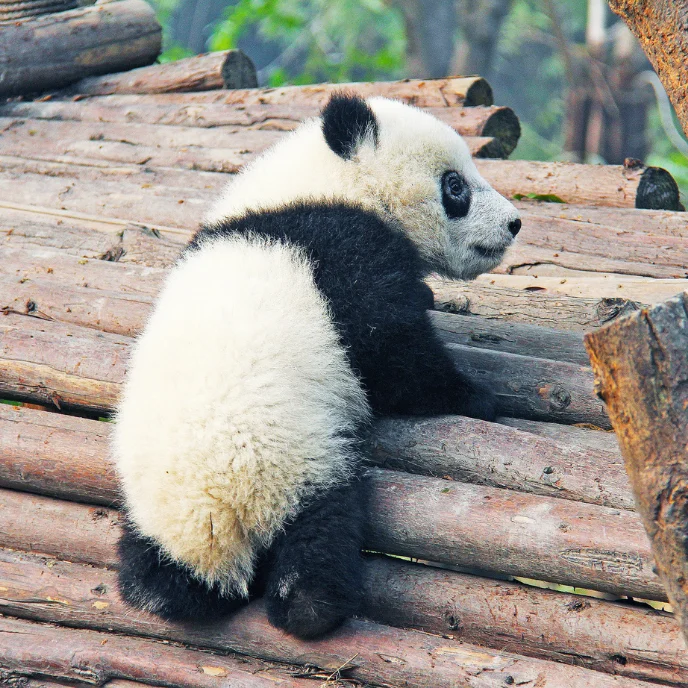 China Oso Panda (6)