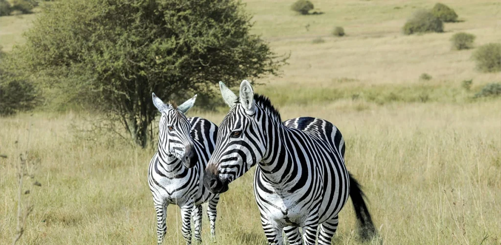 zebras